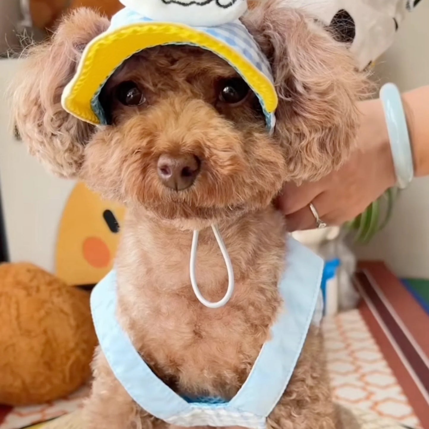 FurryDise™ Summer Dog Outfit