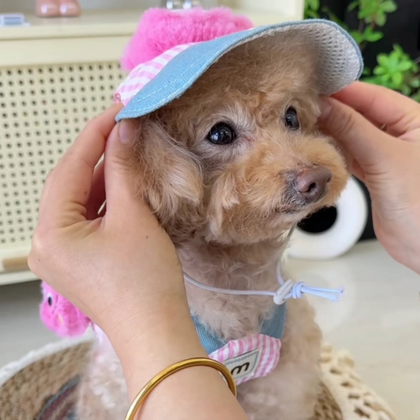 FurryDise™ Summer Dog Outfit
