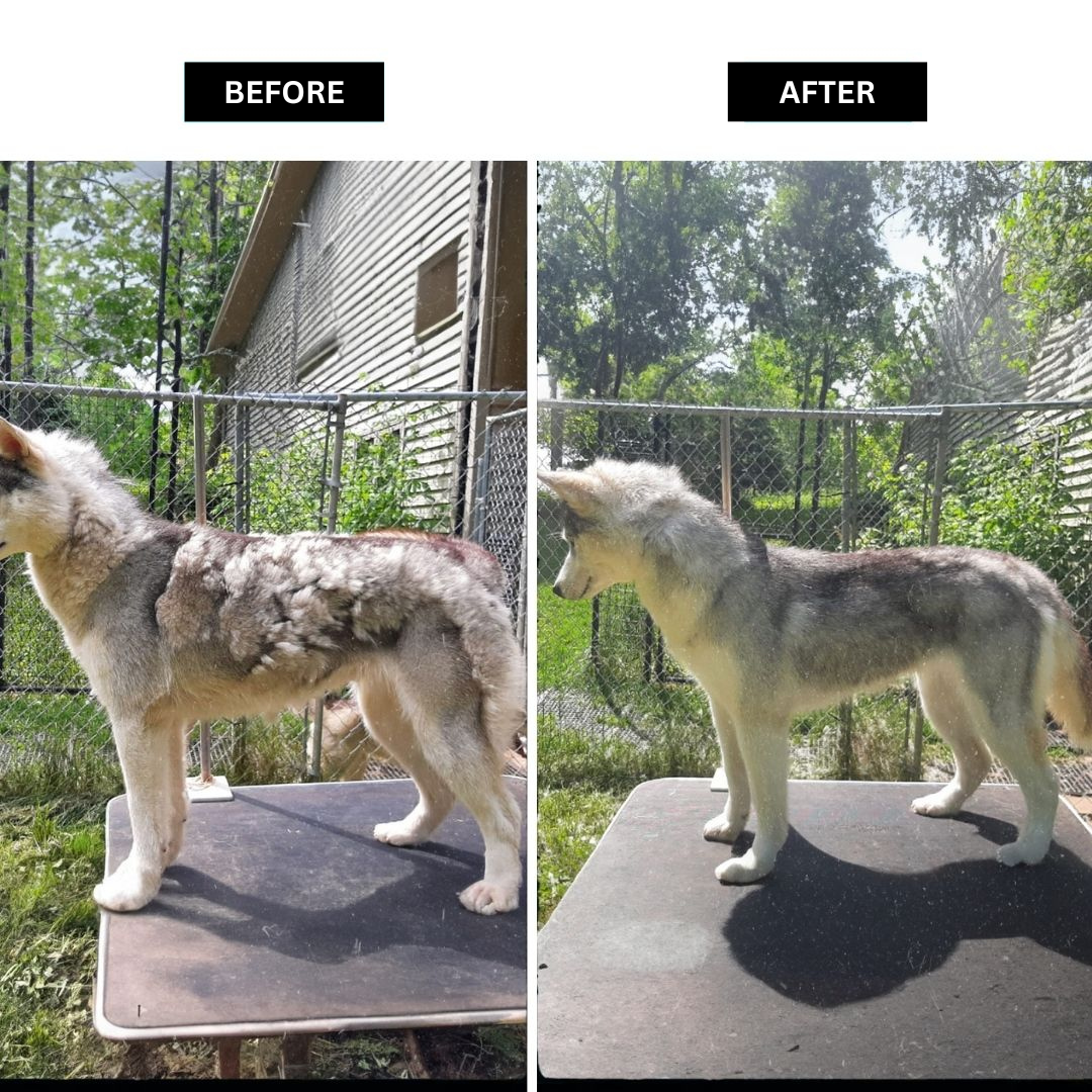 FurryDise ™| Essential 5-in-1 Pet Grooming Kit