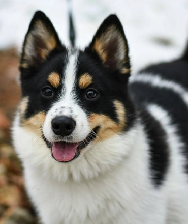 Step 1: Personalize the memorial – Create a unique pet urn with custom engravings, names, and heartfelt messages to honor your beloved pet