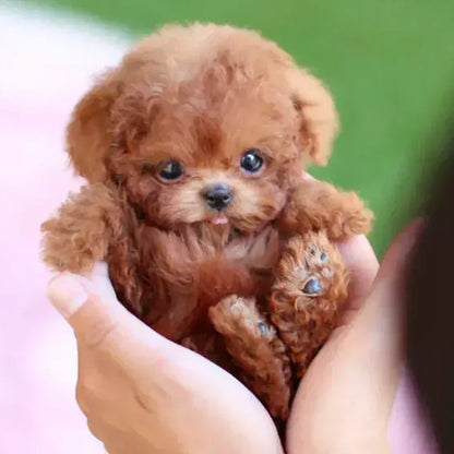 🐶🐶NICOO - My Realistic Robot Puppy